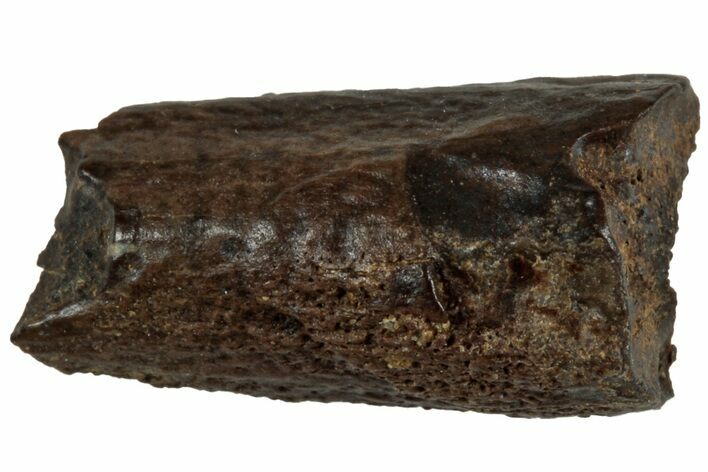 Fossil Hadrosaur (Edmontosaurus) Partial Tooth Root - Wyoming #312560